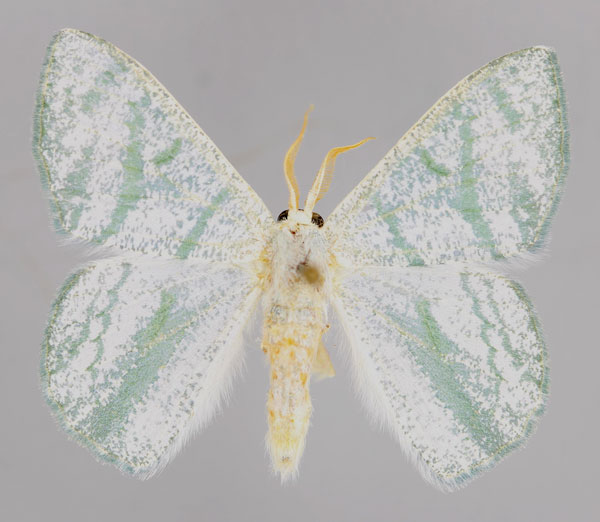 /filer/webapps/moths/media/images/S/salsa_Xenochroma_A_ZSM_01.jpg
