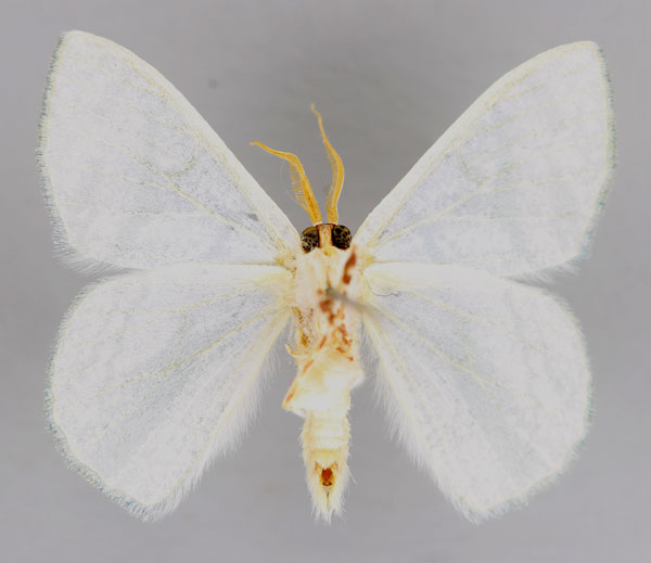 /filer/webapps/moths/media/images/S/salsa_Xenochroma_A_ZSM_02.jpg