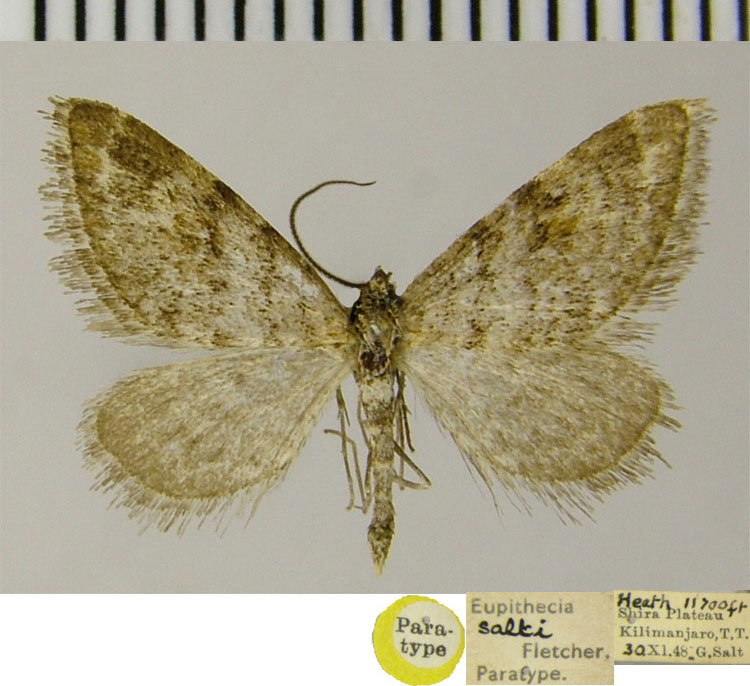 /filer/webapps/moths/media/images/S/salti_Eupithecia_PTM_ZSM.jpg