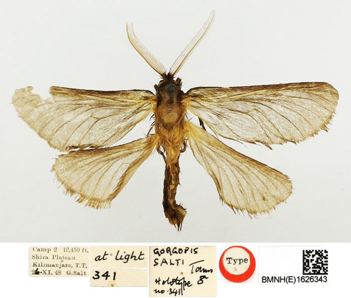 /filer/webapps/moths/media/images/S/salti_Gorgopis_HT_BMNH.jpg