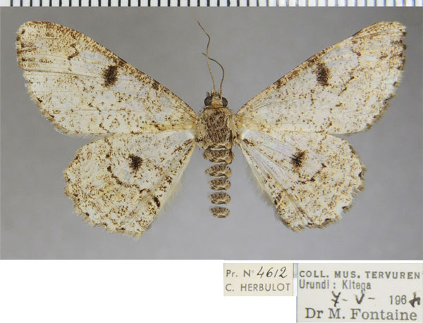 /filer/webapps/moths/media/images/S/saltuensis_Cleora_AF_ZSM.jpg