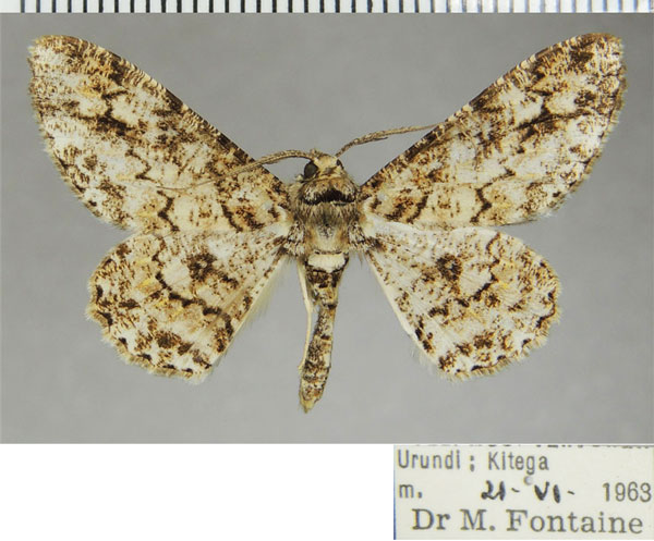 /filer/webapps/moths/media/images/S/saltuensis_Cleora_AM_ZSM.jpg