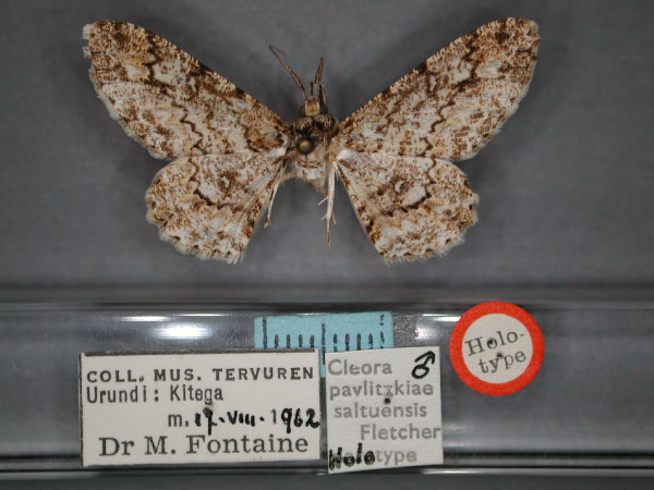 /filer/webapps/moths/media/images/S/saltuensis_Cleora_HT_RMCA_01.jpg