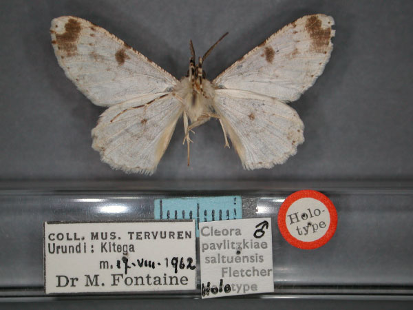 /filer/webapps/moths/media/images/S/saltuensis_Cleora_HT_RMCA_02.jpg
