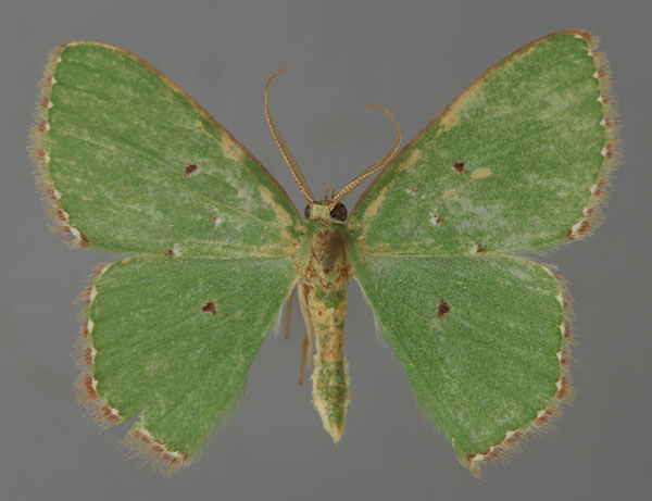 /filer/webapps/moths/media/images/S/salutaria_Prasinocyma_A_ZSM_01.jpg