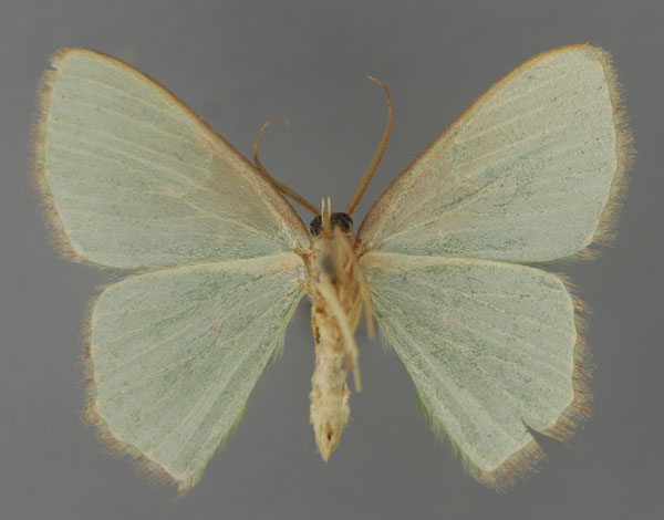 /filer/webapps/moths/media/images/S/salutaria_Prasinocyma_A_ZSM_02.jpg
