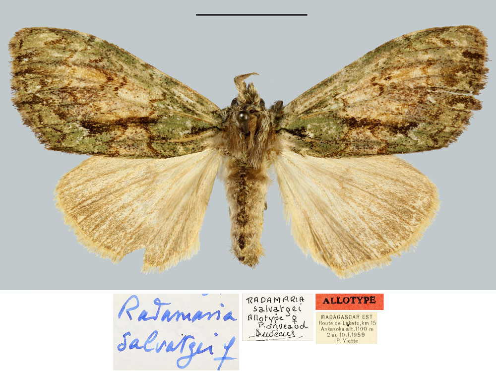 /filer/webapps/moths/media/images/S/salvatgei_Radamaria_AT_MNHN.jpg
