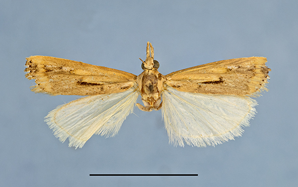 /filer/webapps/moths/media/images/S/samaru_HT1a.jpg