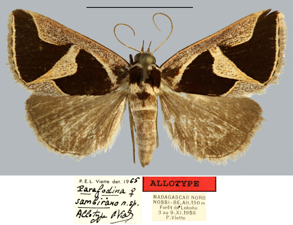 /filer/webapps/moths/media/images/S/sambirano_Parafodina_AT_MNHN.jpg