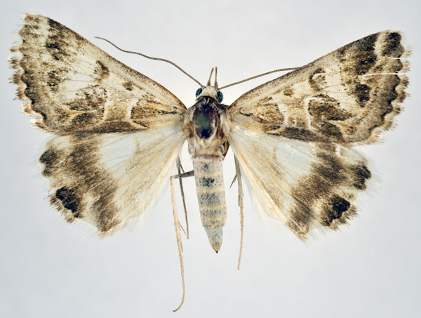 /filer/webapps/moths/media/images/S/sana_Cerocala_AF_NHMO.jpg