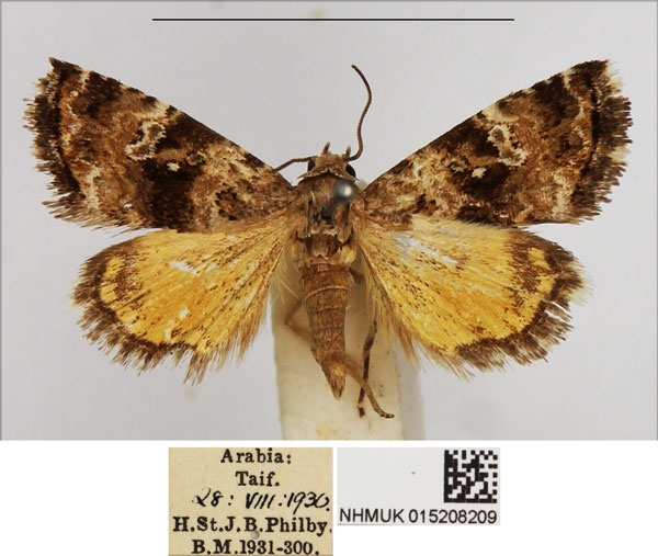 /filer/webapps/moths/media/images/S/sancta_Acontiola_AM_NHMUK.jpg
