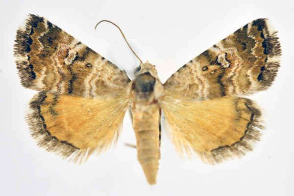 /filer/webapps/moths/media/images/S/sancta_Acontiola_A_NHMO.jpg