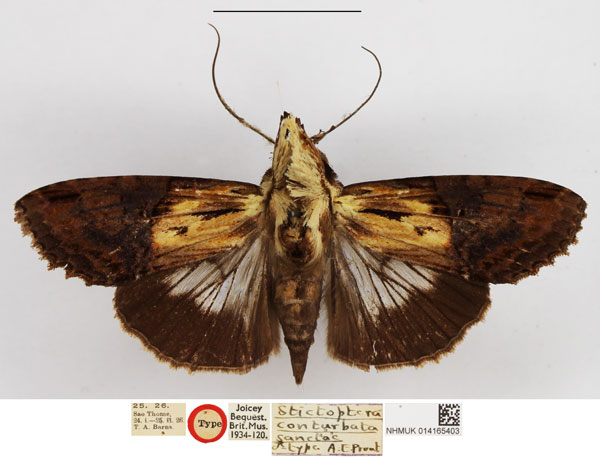 /filer/webapps/moths/media/images/S/sanctae_Stictoptera_STM_NHMUK.jpg