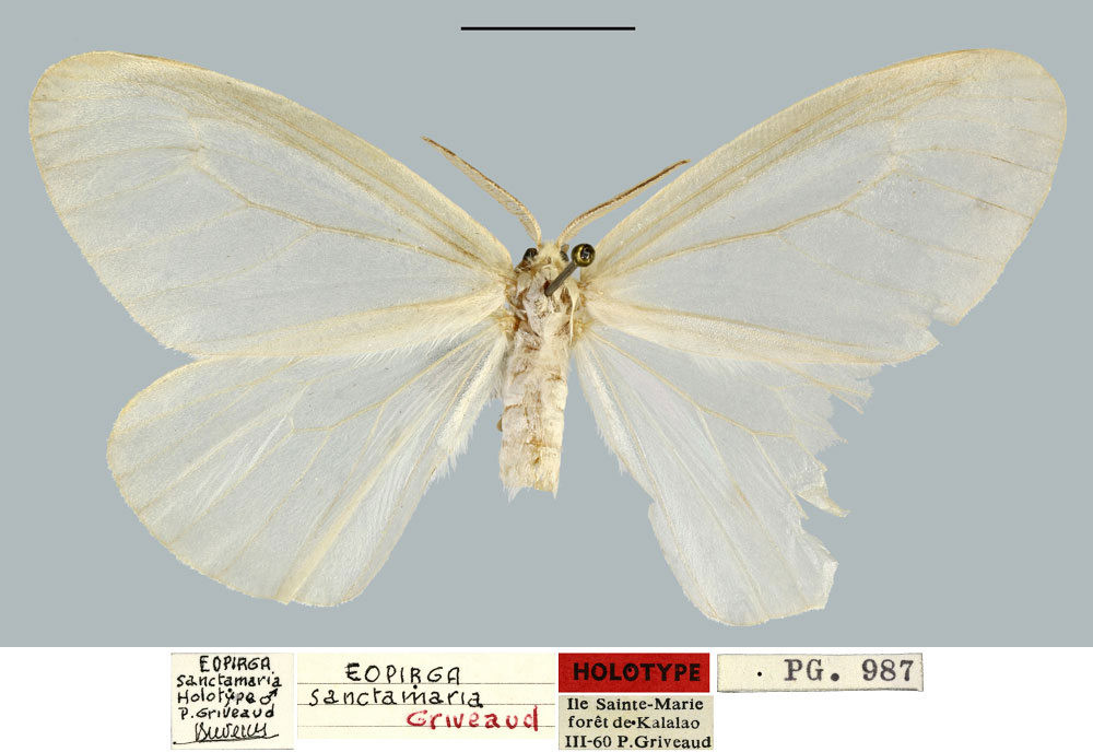 /filer/webapps/moths/media/images/S/sanctamaria_Eopirga_HT_MNHN.jpg