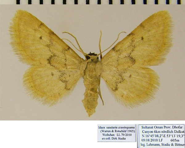 /filer/webapps/moths/media/images/S/sanctaria_Idaea_AF_ZSMa.jpg