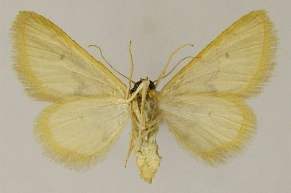 /filer/webapps/moths/media/images/S/sanctaria_Idaea_AF_ZSMb.jpg