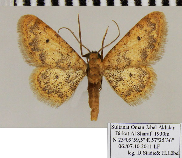 /filer/webapps/moths/media/images/S/sanctaria_Idaea_AM_ZSM.jpg