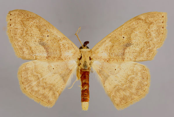 /filer/webapps/moths/media/images/S/sanctithomae_Somatina_PT_ZSM_01.jpg