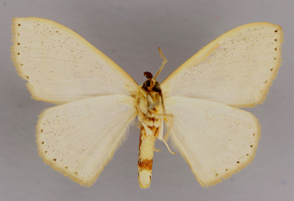 /filer/webapps/moths/media/images/S/sanctithomae_Somatina_PT_ZSM_02.jpg