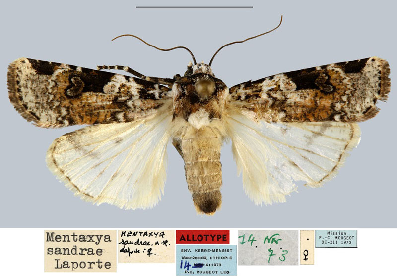 /filer/webapps/moths/media/images/S/sandrae_Mentaxya_AT_MNHN.jpg