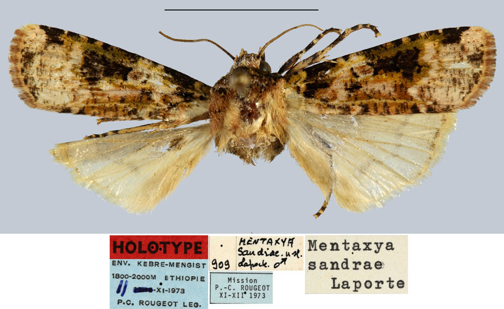 /filer/webapps/moths/media/images/S/sandrae_Mentaxya_HT_MNHN.jpg