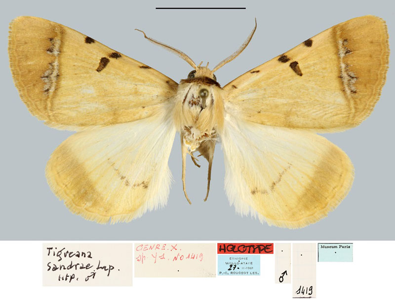 /filer/webapps/moths/media/images/S/sandrae_Tigreana_HT_MNHN.jpg