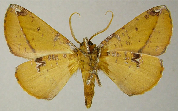 /filer/webapps/moths/media/images/S/sandrangatensis_Drepanogynis_AM_ZSMb.jpg