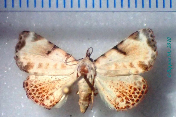 /filer/webapps/moths/media/images/S/sandrangato_Catalana_AF_Bippus.jpg