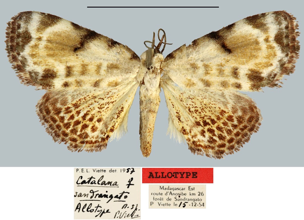 /filer/webapps/moths/media/images/S/sandrangato_Catalana_AT_MNHN.jpg