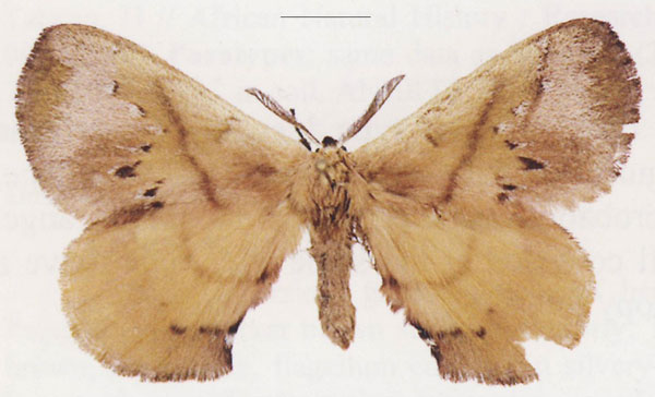 /filer/webapps/moths/media/images/S/sandyi_Cryptojana_HT_ANHRT.jpg