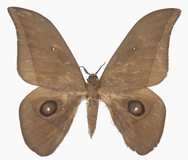 /filer/webapps/moths/media/images/S/sangha_Lobobunaea_AM_Basquina.jpg