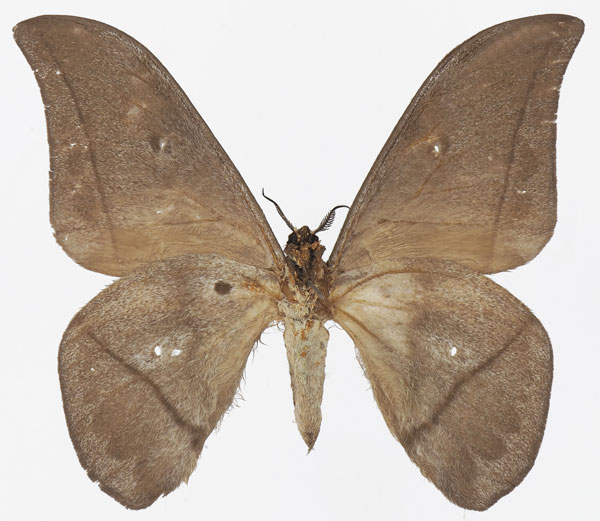 /filer/webapps/moths/media/images/S/sangha_Lobobunaea_AM_Basquinb.jpg
