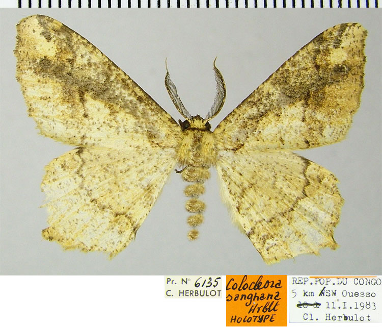 /filer/webapps/moths/media/images/S/sanghana_Colocleora_HT_ZSMa.jpg