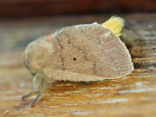 /filer/webapps/moths/media/images/S/sanguicincta_Leptometa_A_Voaden.jpg