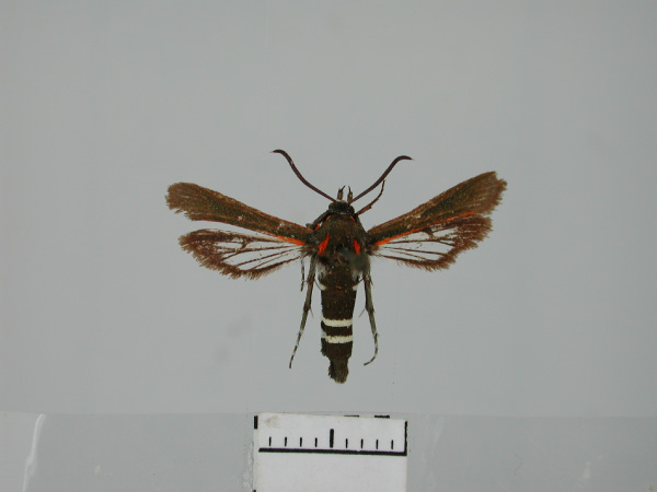 /filer/webapps/moths/media/images/S/sanguicosta_Homogyna_AF_TMSA.jpg