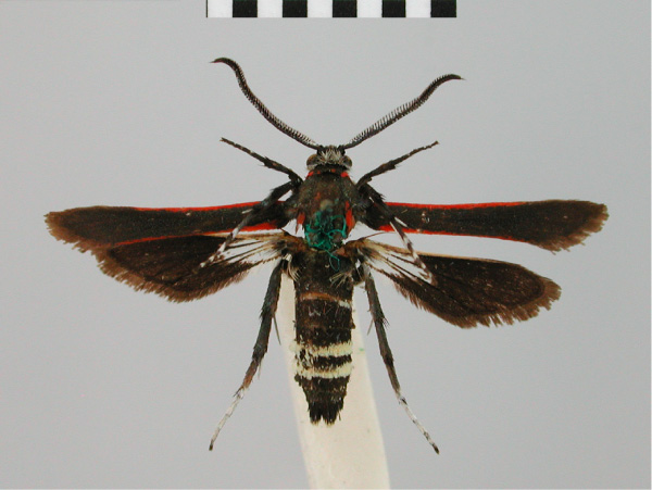 /filer/webapps/moths/media/images/S/sanguicosta_Homogyna_ST_BMNH.jpg