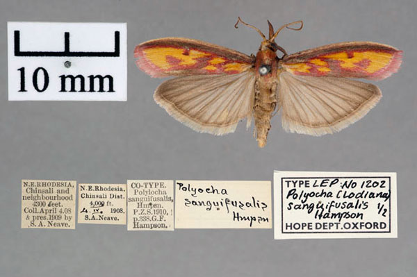 /filer/webapps/moths/media/images/S/sanguifusalis_Polyocha_ST_OUMNH_01.jpg