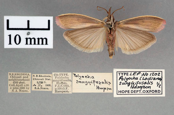 /filer/webapps/moths/media/images/S/sanguifusalis_Polyocha_ST_OUMNH_02.jpg