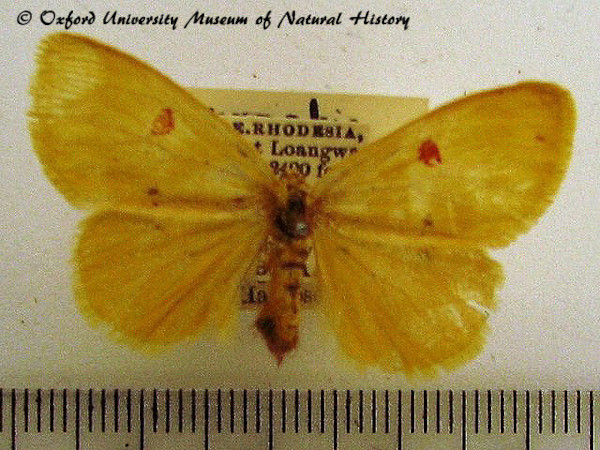 /filer/webapps/moths/media/images/S/sanguigutta_Euproctis_AF_OUMNH_01.JPG