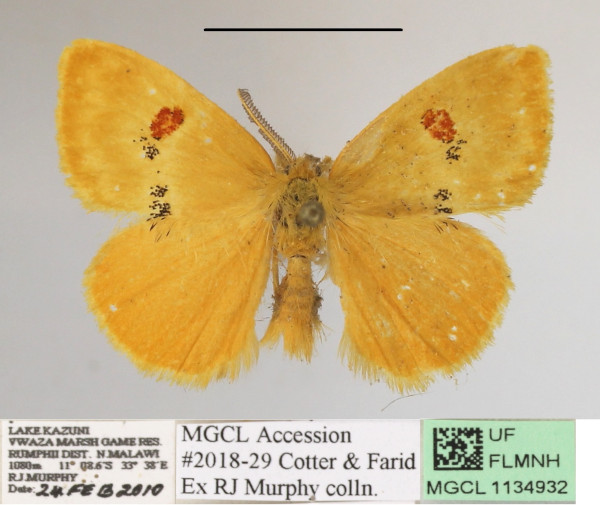 /filer/webapps/moths/media/images/S/sanguigutta_Euproctis_AM_MGCLa_02_ZCU6TGZ.JPG