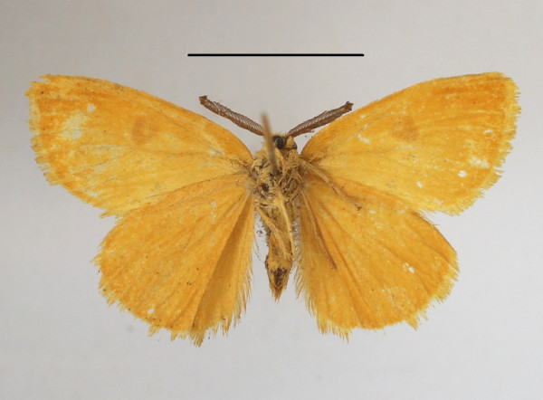 /filer/webapps/moths/media/images/S/sanguigutta_Euproctis_AM_MGCLb_01.JPG
