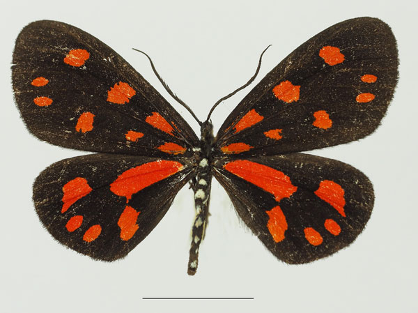 /filer/webapps/moths/media/images/S/sanguinarea_Terina_AF_Basquina.jpg
