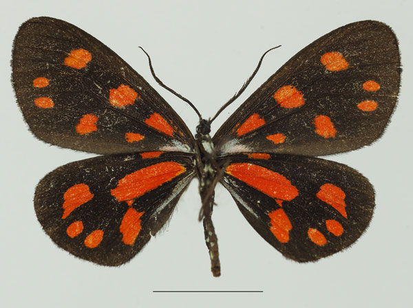 /filer/webapps/moths/media/images/S/sanguinarea_Terina_AF_Basquinb.jpg
