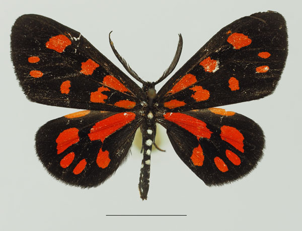 /filer/webapps/moths/media/images/S/sanguinarea_Terina_AM_Basquin_01a.jpg