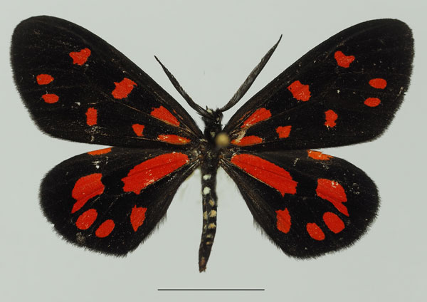 /filer/webapps/moths/media/images/S/sanguinarea_Terina_AM_Basquin_02a.jpg