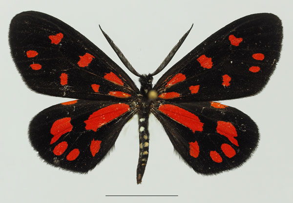 /filer/webapps/moths/media/images/S/sanguinarea_Terina_AM_Basquin_02b.jpg