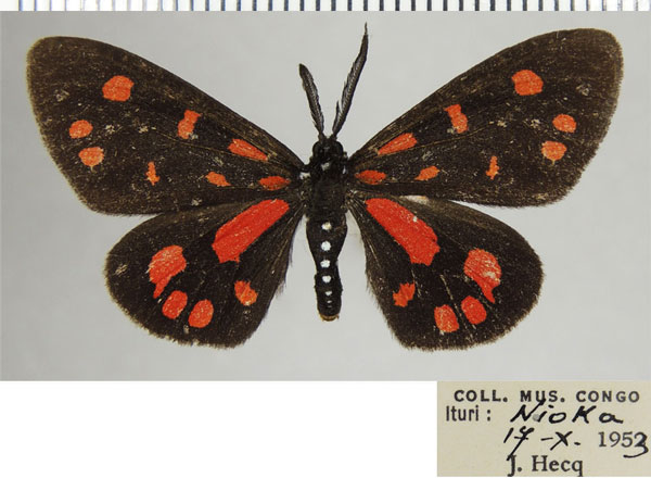 /filer/webapps/moths/media/images/S/sanguinarea_Terina_AM_ZSMa.jpg
