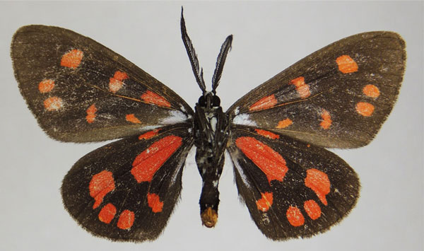 /filer/webapps/moths/media/images/S/sanguinarea_Terina_AM_ZSMb.jpg