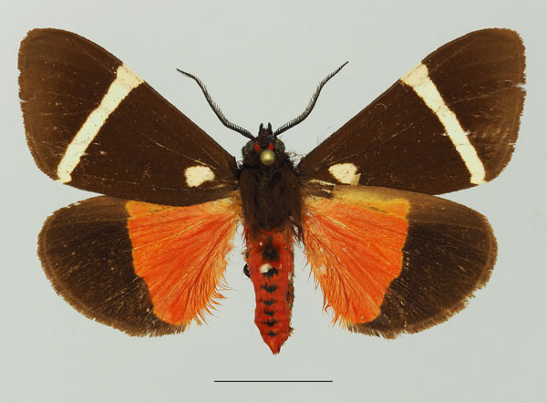 /filer/webapps/moths/media/images/S/sanguinea_Fodinoidea_AM_Basquin_01a.jpg