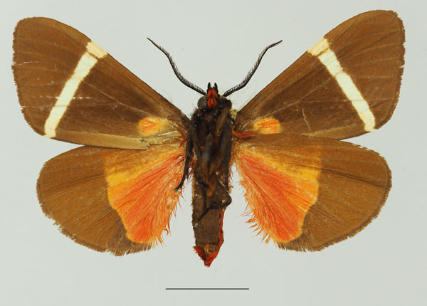 /filer/webapps/moths/media/images/S/sanguinea_Fodinoidea_AM_Basquin_01b.jpg